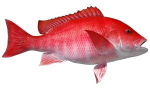 Snapper-Red